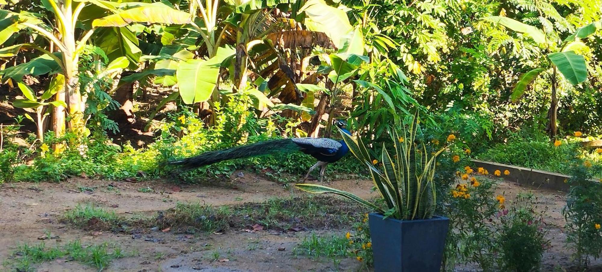 Eco Nest Marakolliya Bed & Breakfast Tangalle Bagian luar foto